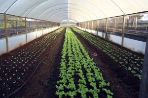 Programa Horta Alimento entrega hortaliças a entidades de Barretos Programa Horta Alimento entrega hortaliças a entidades de Barretos